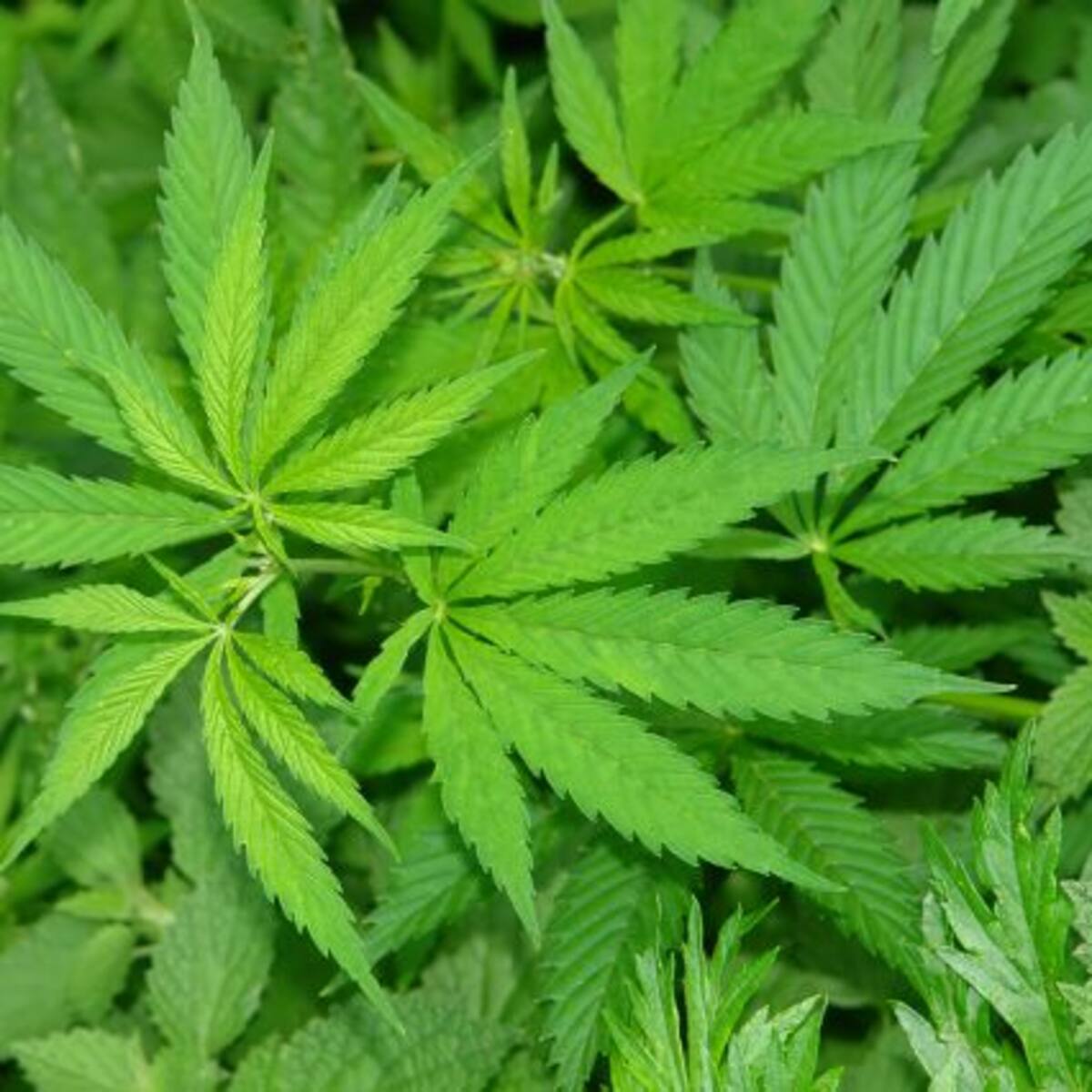 Chile está en el Top Five de consumo de marihuana a nivel mundial