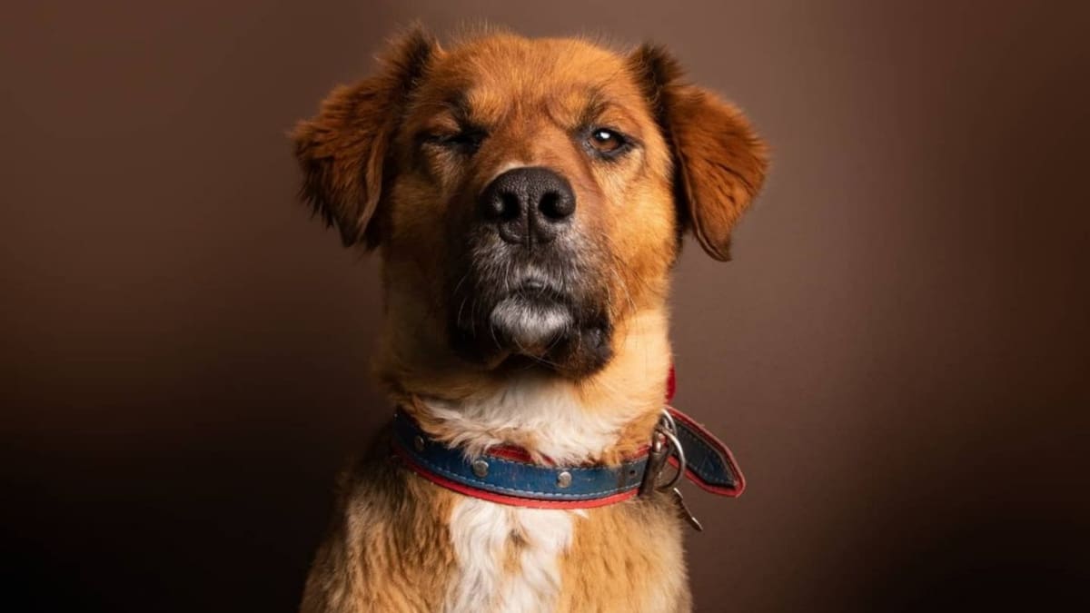 ¡Woof woof! Brownie hizo una importante reflexión sobre la pirotecnia