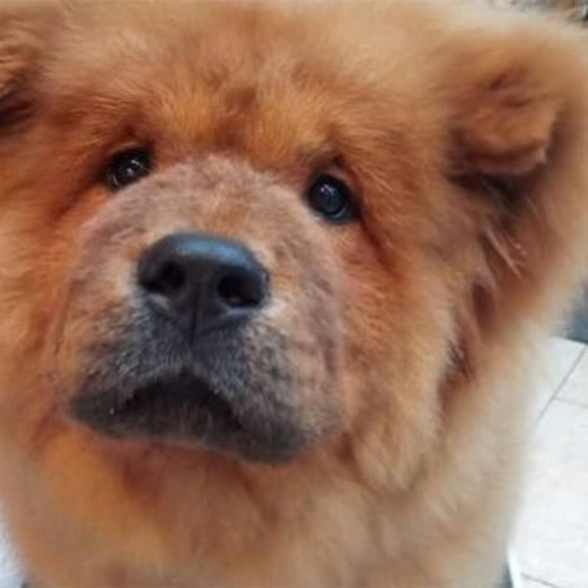 Este perrito podría ir a la cárcel por morder a un policía en el Reino Unido