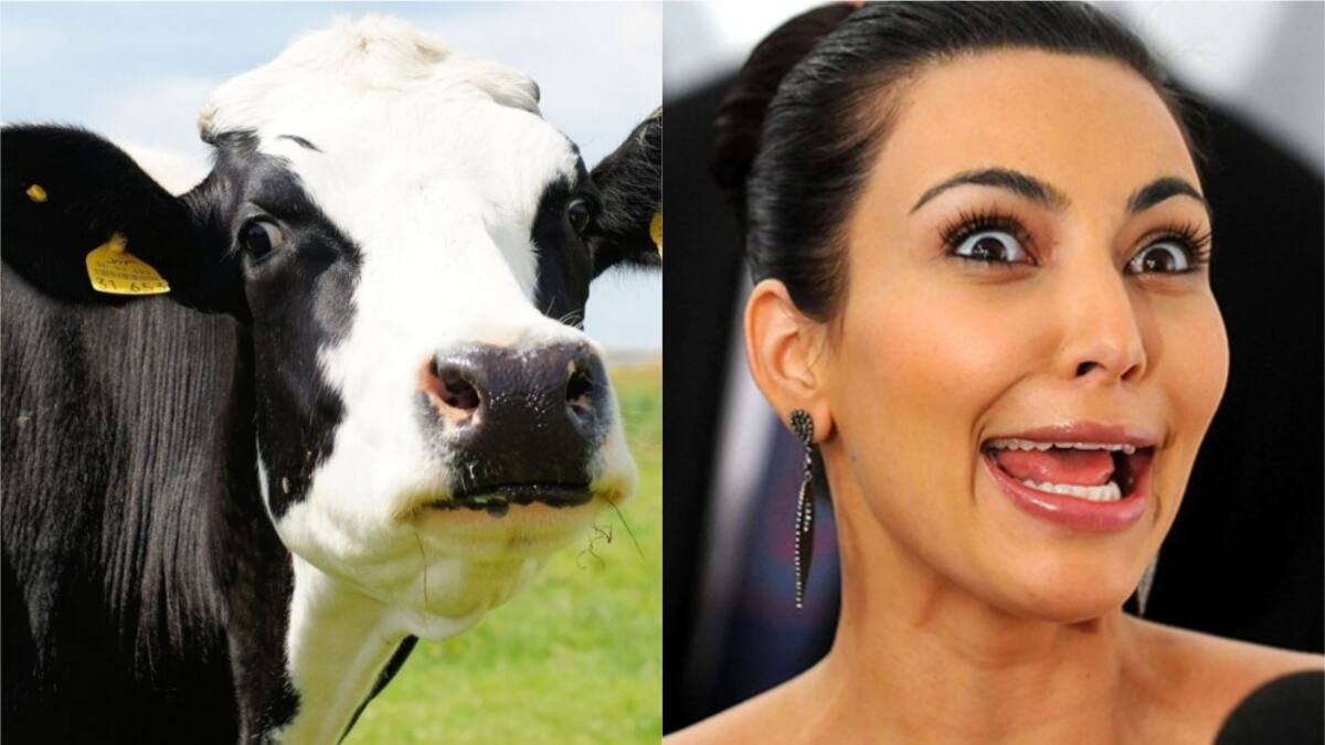 ¿Kim Kowdashian? El curioso homenaje de PETA a la celebridad