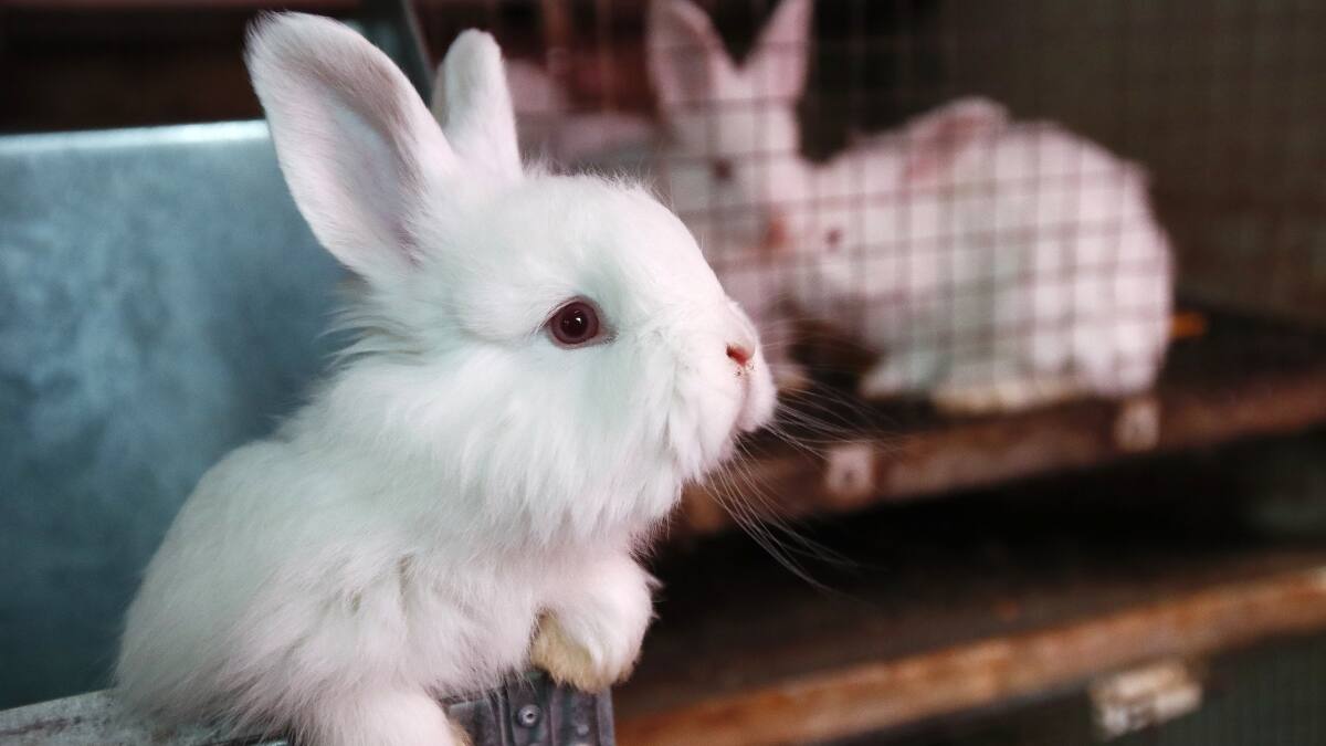 Cámara aprobó proyecto para prohibir la experimentación cosmética en animales