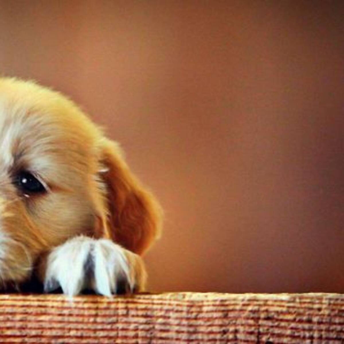 Estudio asegura que los perritos son capaces de sentir el estrés de sus dueños