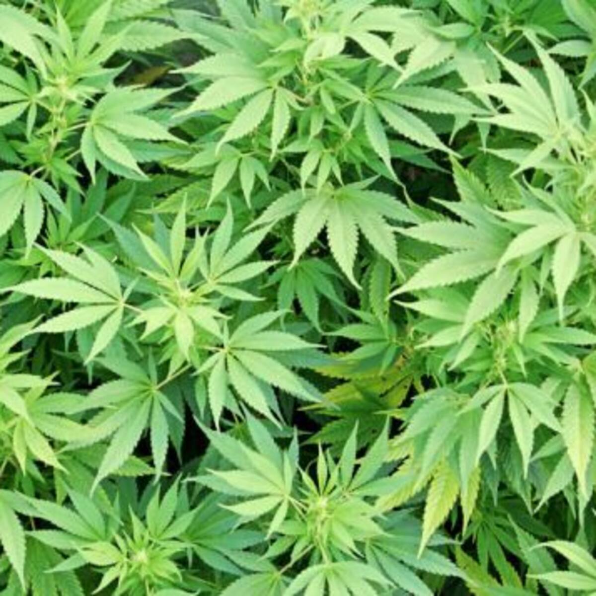 Alcalde de La Florida plantó semilla de marihuana