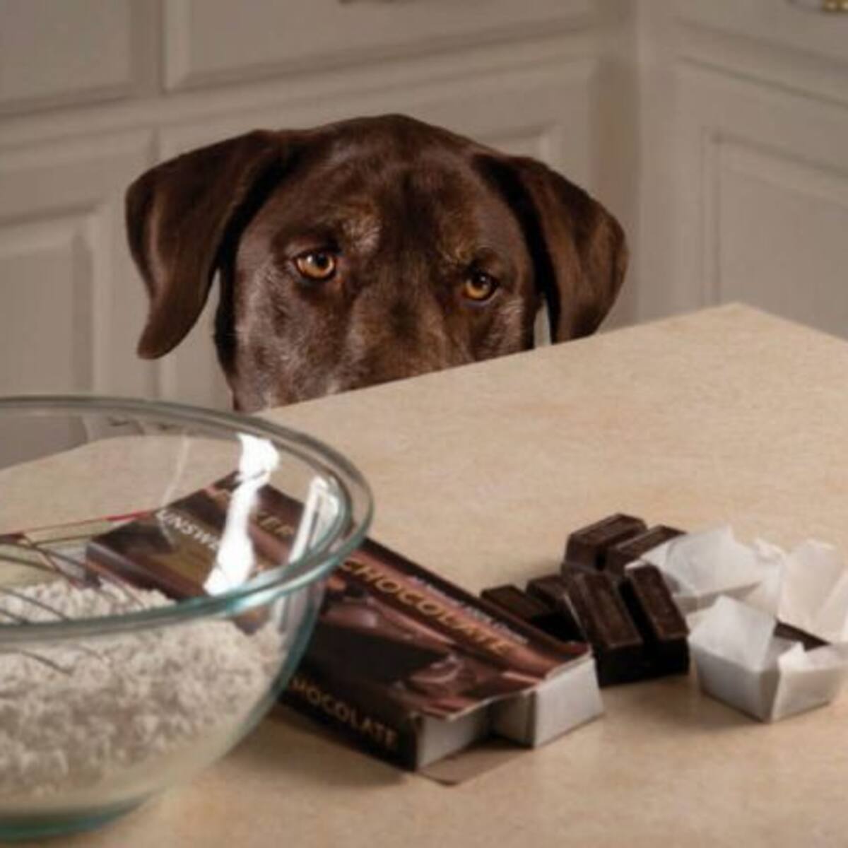 ¡No le des chocolate a tu perro! Aquí te contamos las razones científicas