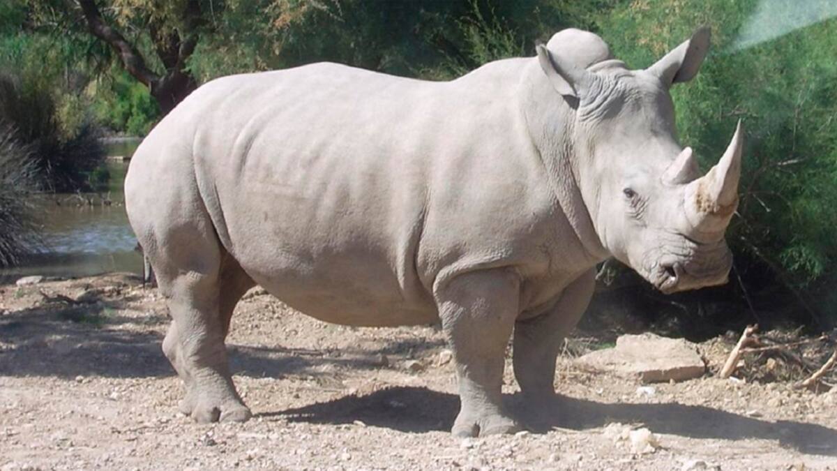 Pero cómo… Joven entra a área de rinocerontes en un zoológico para hacer un TikTok