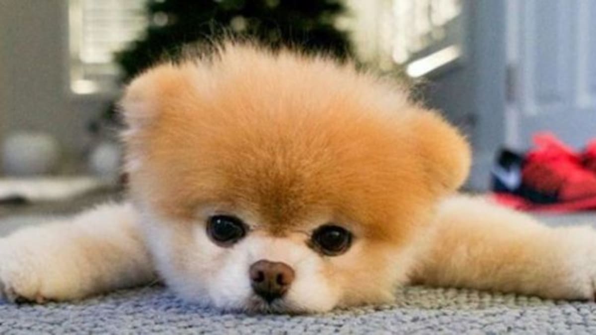 Falleció Boo, el famoso perrito «más lindo del mundo»