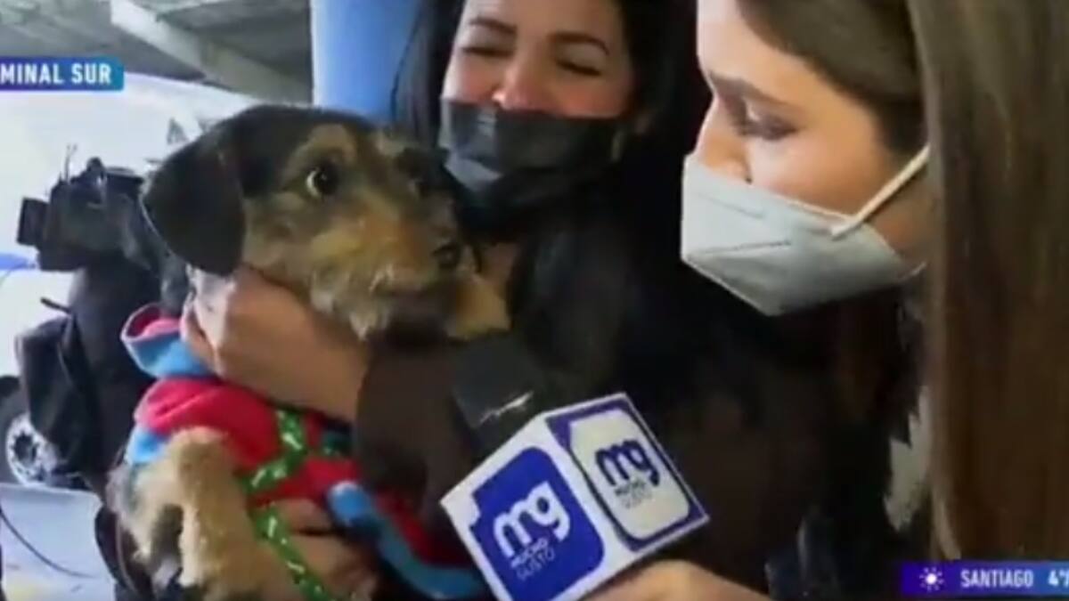 No quiso dar declaraciones: Perro fue «entrevistado» en Mucho Gusto, pero reaccionó de la siguiente manera