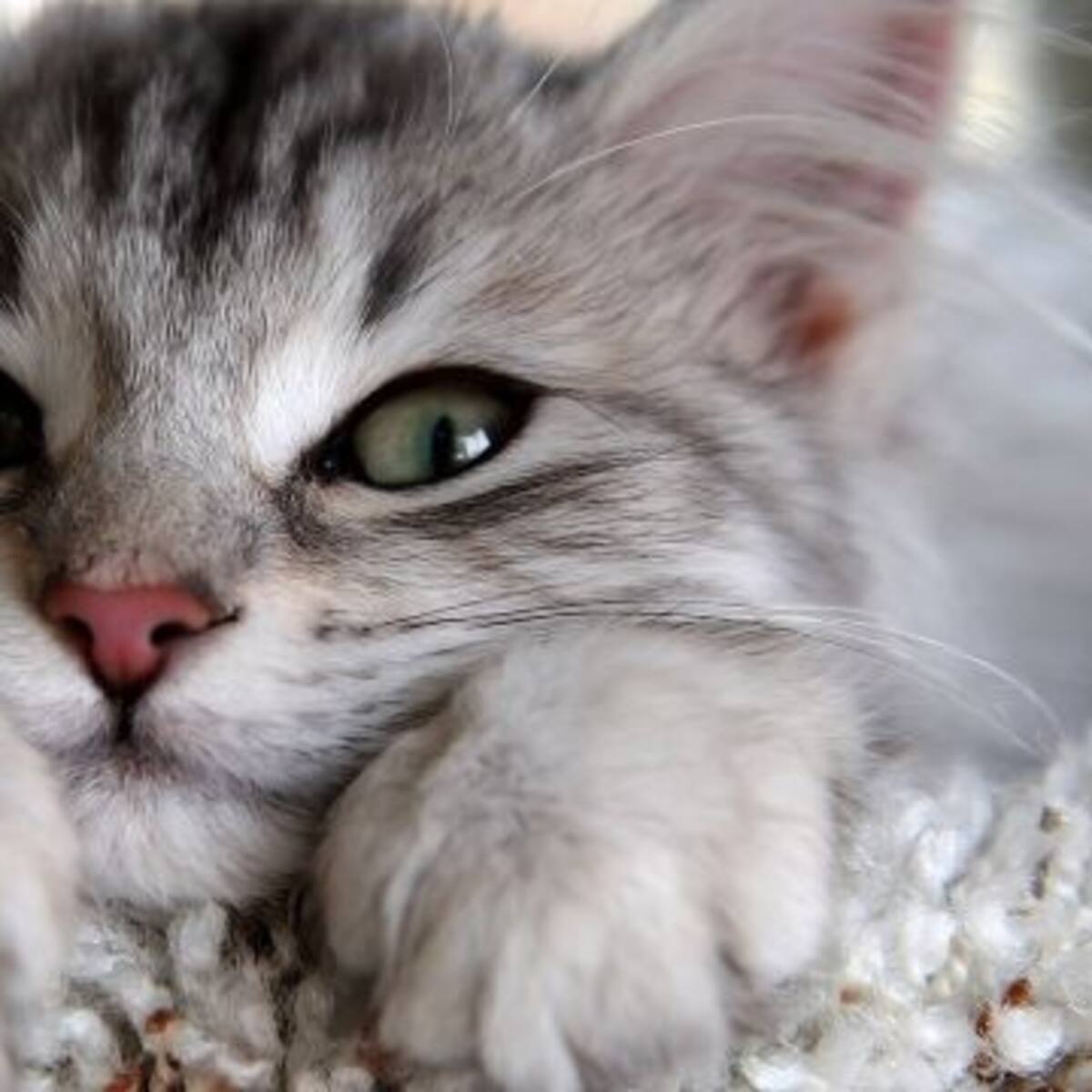 Estudio indica que adoptar un gatito puede alargar la vida y combatir la depresión