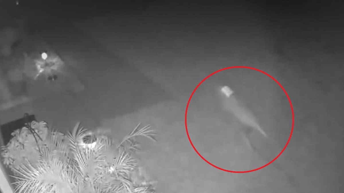 Mujer asegura que un Velociraptor pasó corriendo por su jardín: Como prueba tiene este video