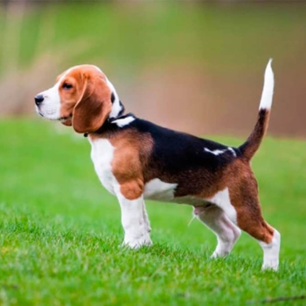 ¿Un año de ser humano equivale a siete de perro? ¡ES FALSO!