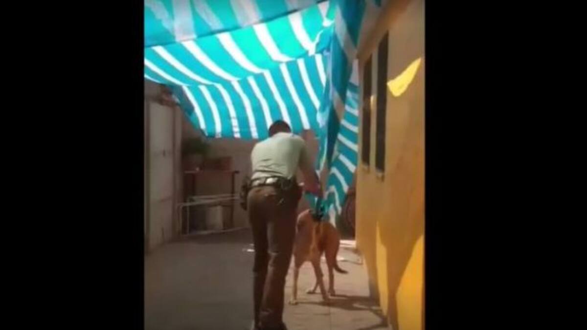Perrito atrapado en una malla llegó a abrazar al Carabinero que lo rescató