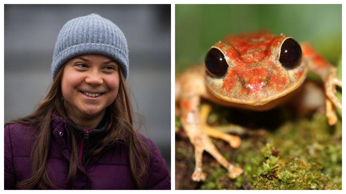 Nombran una nueva especie de rana en honor a Greta Thunberg