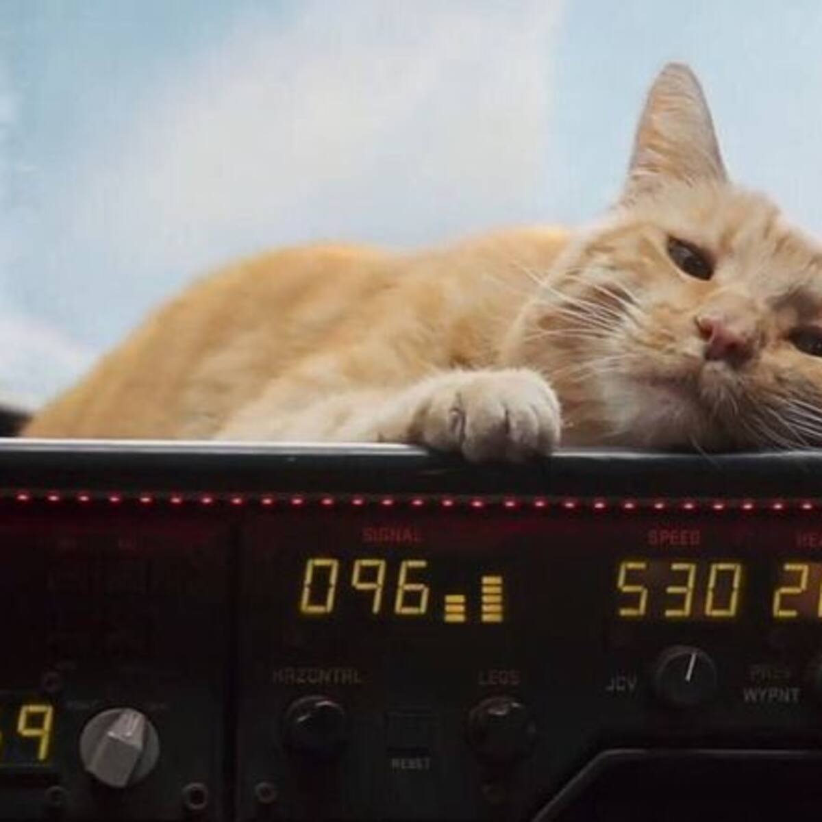 Conoce cuántos gatos fueron necesarios para interpretar a Goose, el tierno minino de “Capitana Marvel”