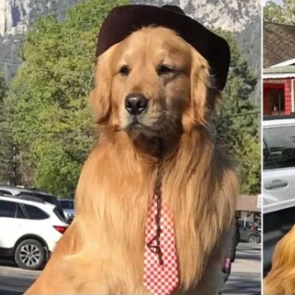 Este perrito es el alcalde de un pueblo en Estados Unidos
