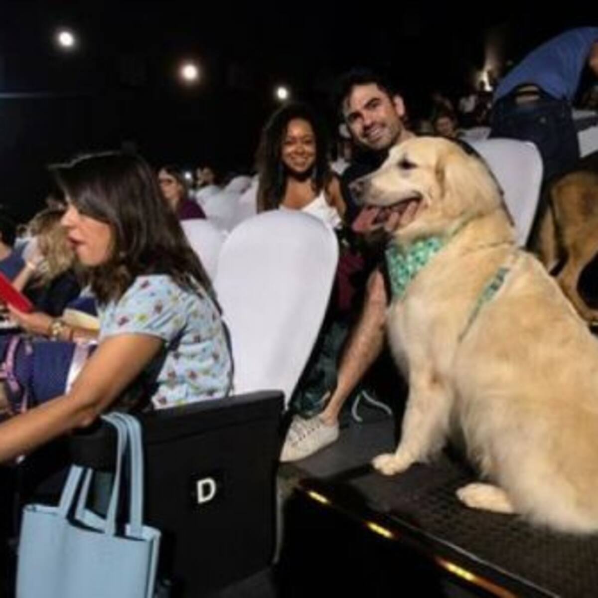 Este cine dejó que los espectadores de «Mis Huellas a Casa» vieran la película junto a sus perritos