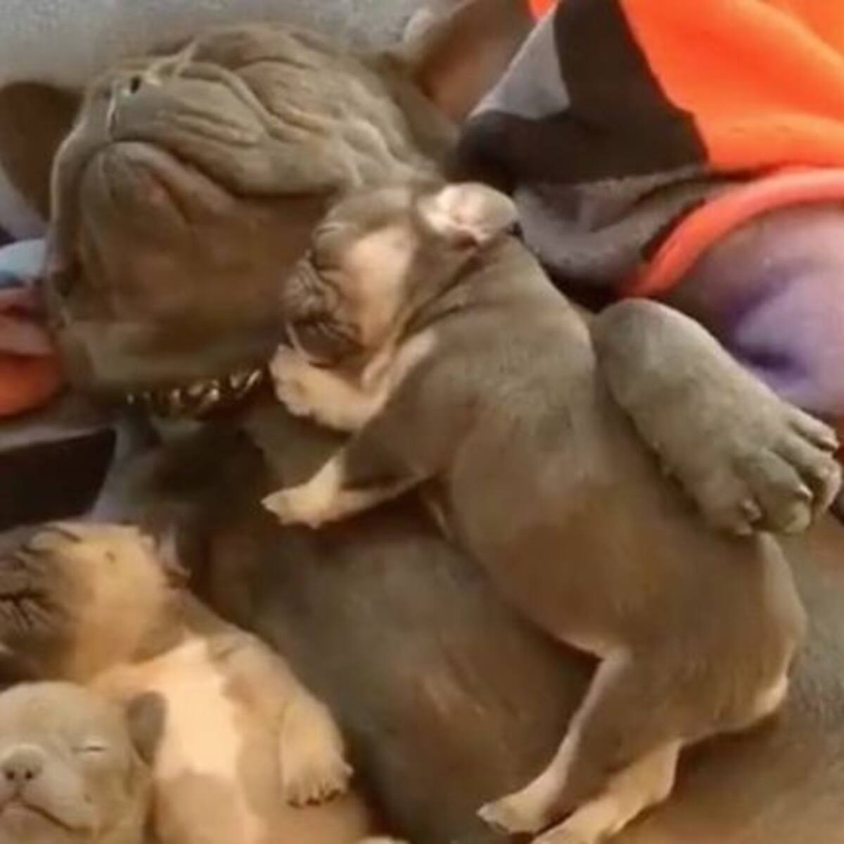 ¡Alerta de ternura! Papá perro ronca mientras toma una siesta con sus cachorros