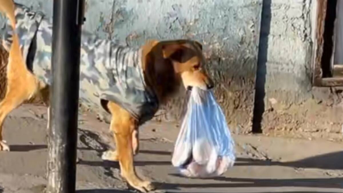 ¡Ñoooo! Video de perrito llevando una bolsa del pan se volvió viral en TikTok