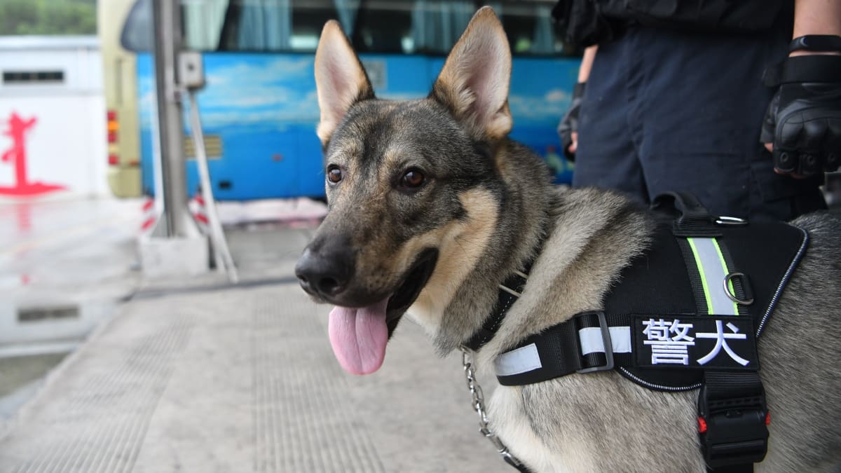 Perritos policiales en China serán subastados tras reprobar pruebas por ser «desobedientes y tímidos»