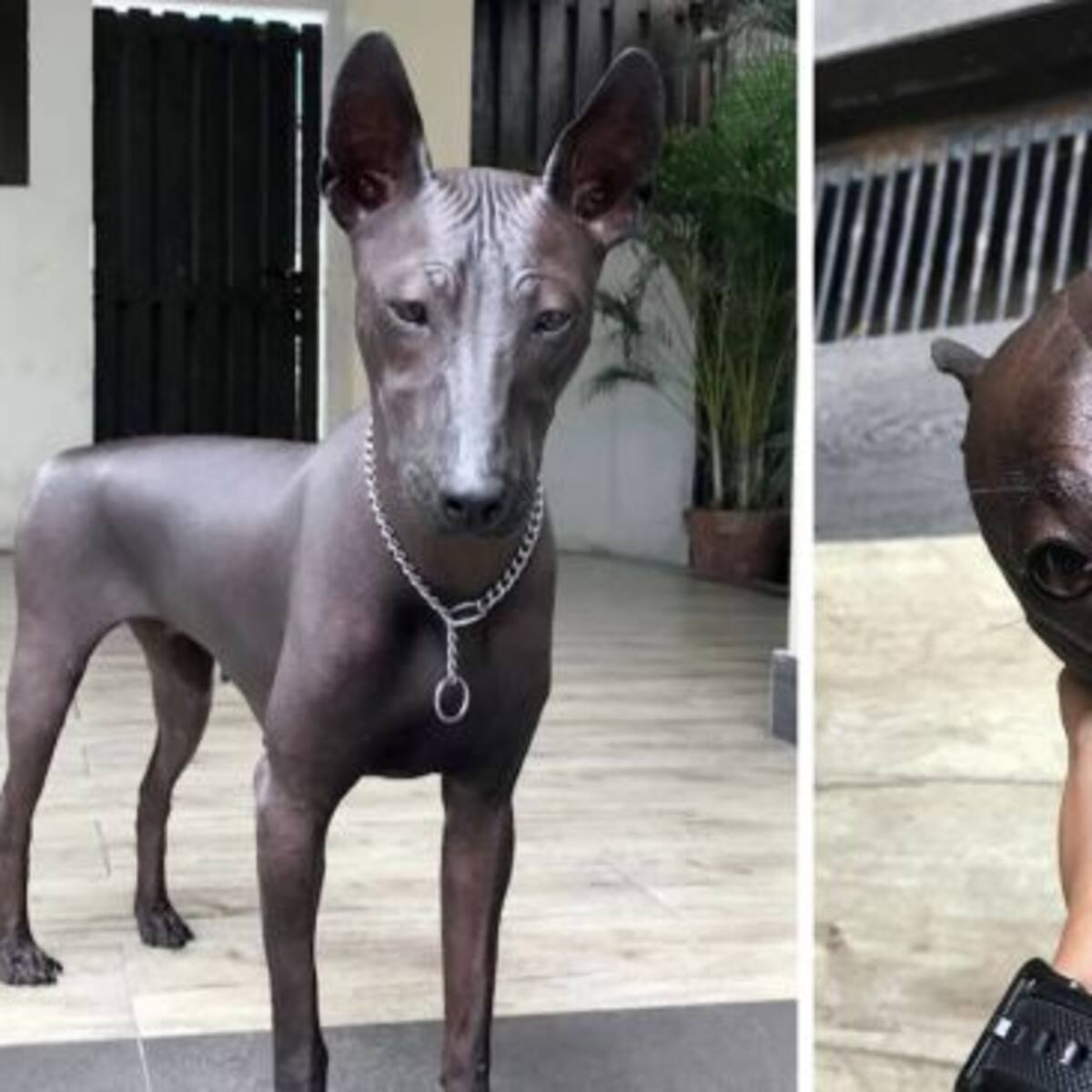 Internautas impactados por perro con la apariencia de una estatua