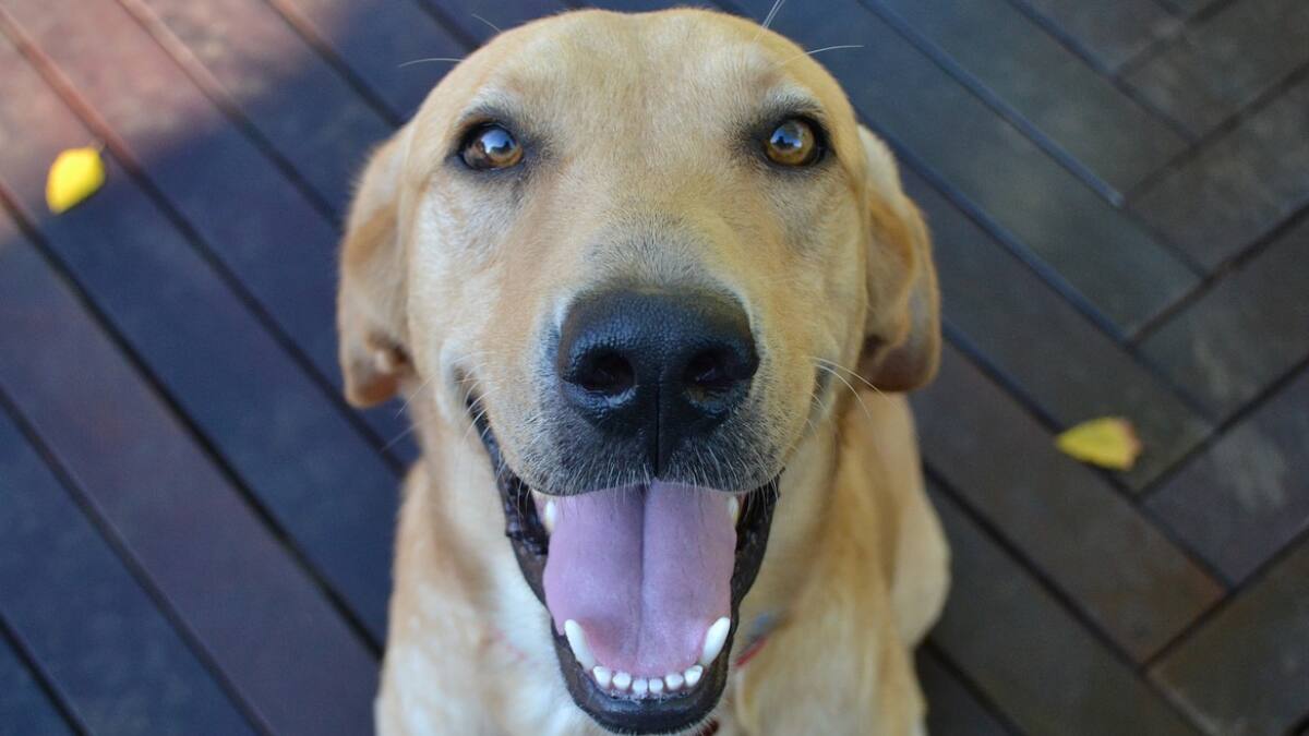 ¡Me encanta! Investigación descubre que los animales también se ríen