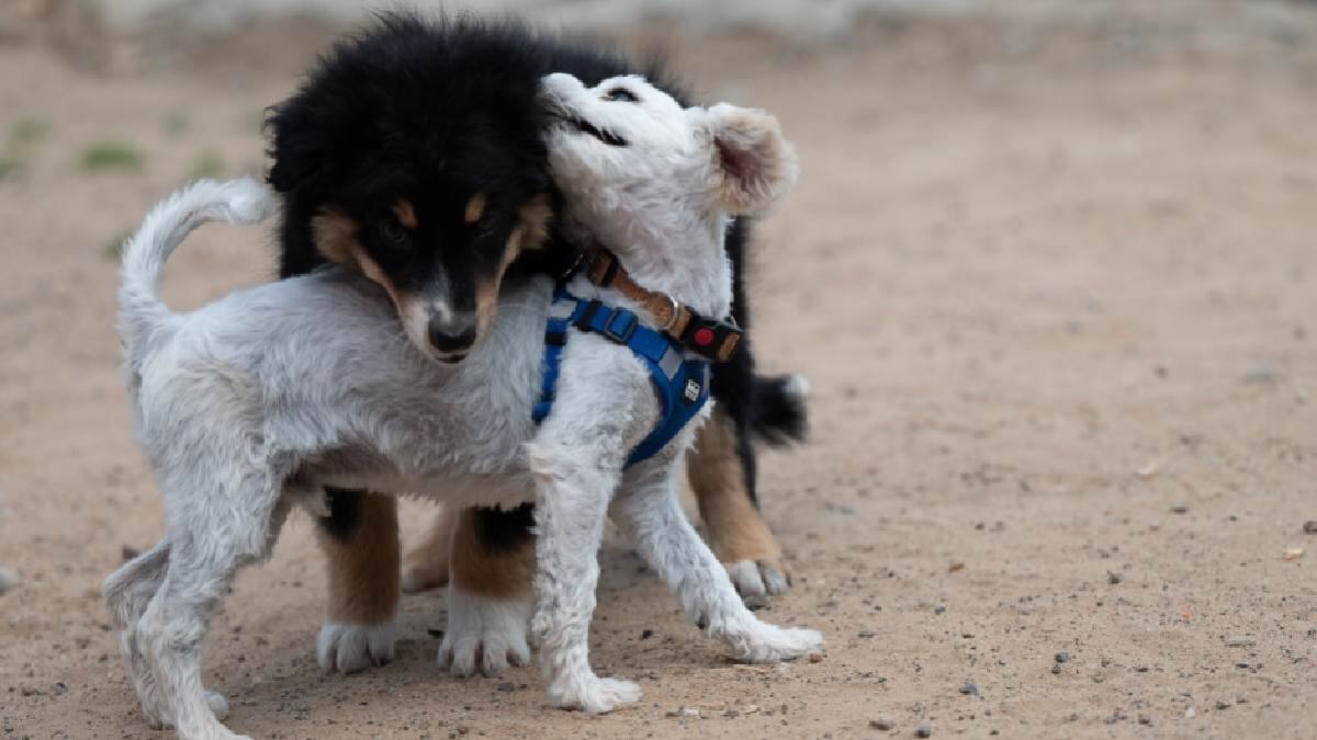 ¿Dónde adoptar un perro? Te recomendamos 5 fundaciones con años de experiencia