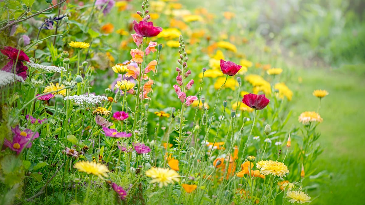 ¿Cuándo parte la primavera en Chile? Esta es la fecha exacta según la NASA