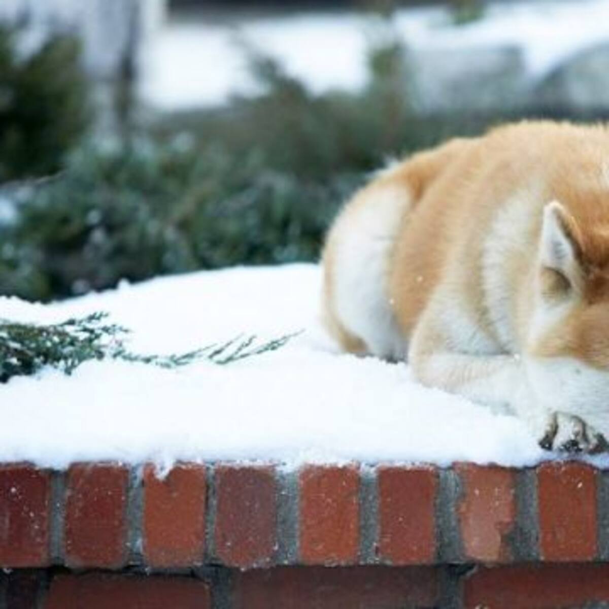 Perrito lleva 80 días parado en la carretera esperando a su dueña fallecida