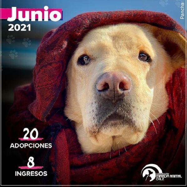 Cifras de Junio de la Fundación Mirada Animal. Captura de Instagram.
