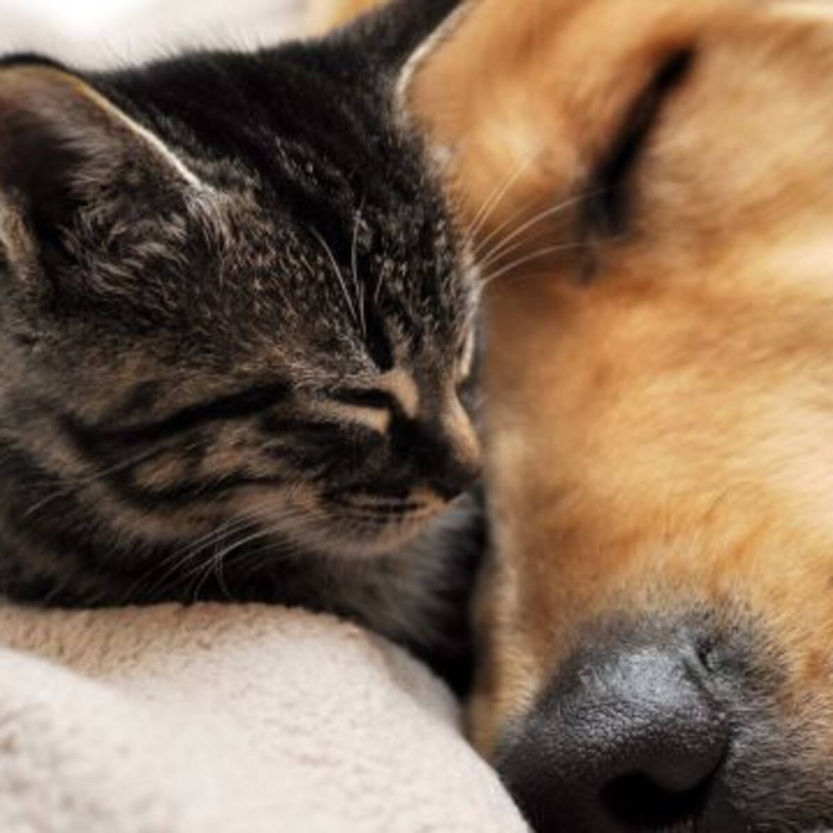 Conoce cuáles son los nombres de perros y gatos más utilizados en Chile