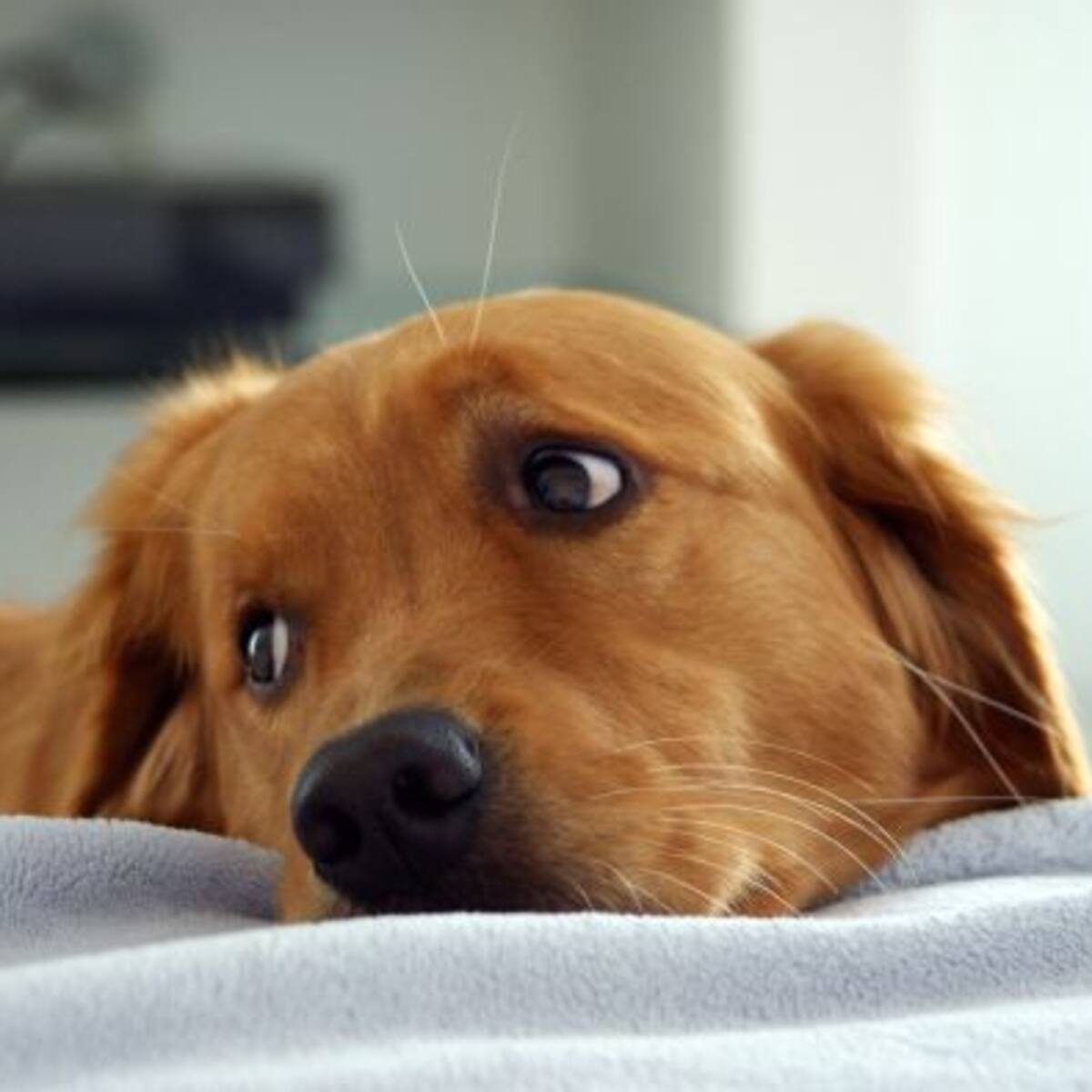 ¿La mirada triste de los perros es manipulación? Científicos nos cuentan la verdad