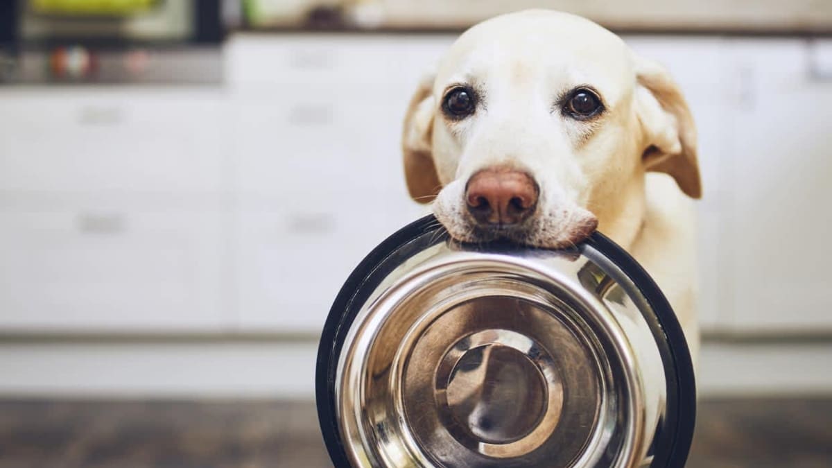 ¡Ojo, humanos! Estos son los alimentos que NO deben consumir tus mascotas este 18