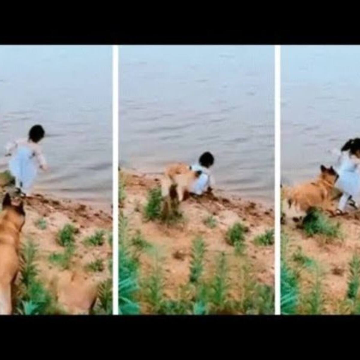 ¡Súper lomito! Perro salva a niña de caerse a un río agarrándola del vestido