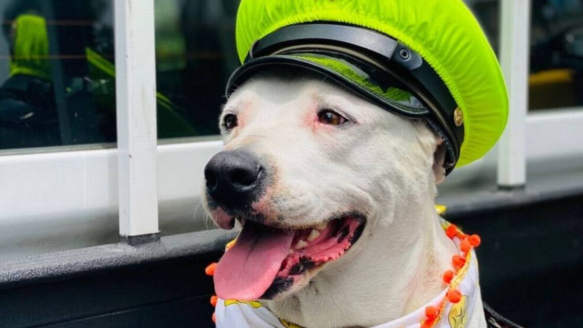 “Beethoven” fue encontrado y los habitantes festejaron el regreso luego de su supuesto secuestro