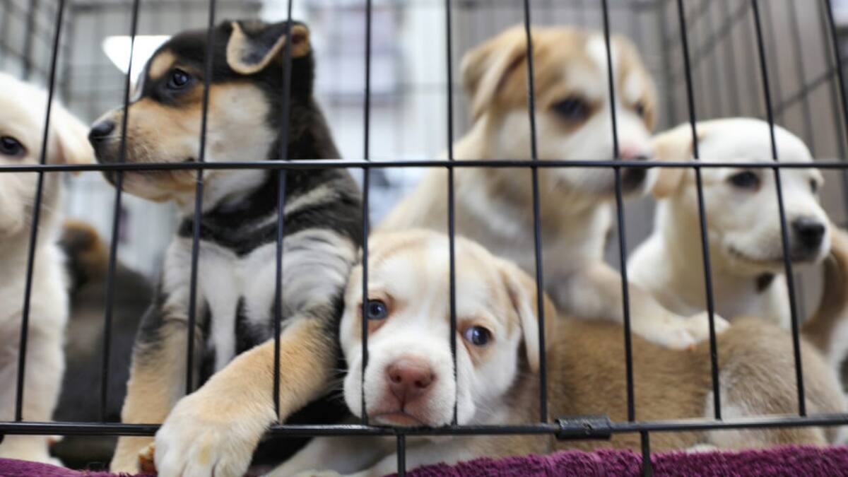 ¡Bravo! Nueva York busca prohibir que las tiendas de mascotas compren animales en criaderos