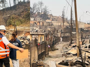 Lanzan página web para buscar a los animales perdidos tras los incendios forestales en el sur de Chile