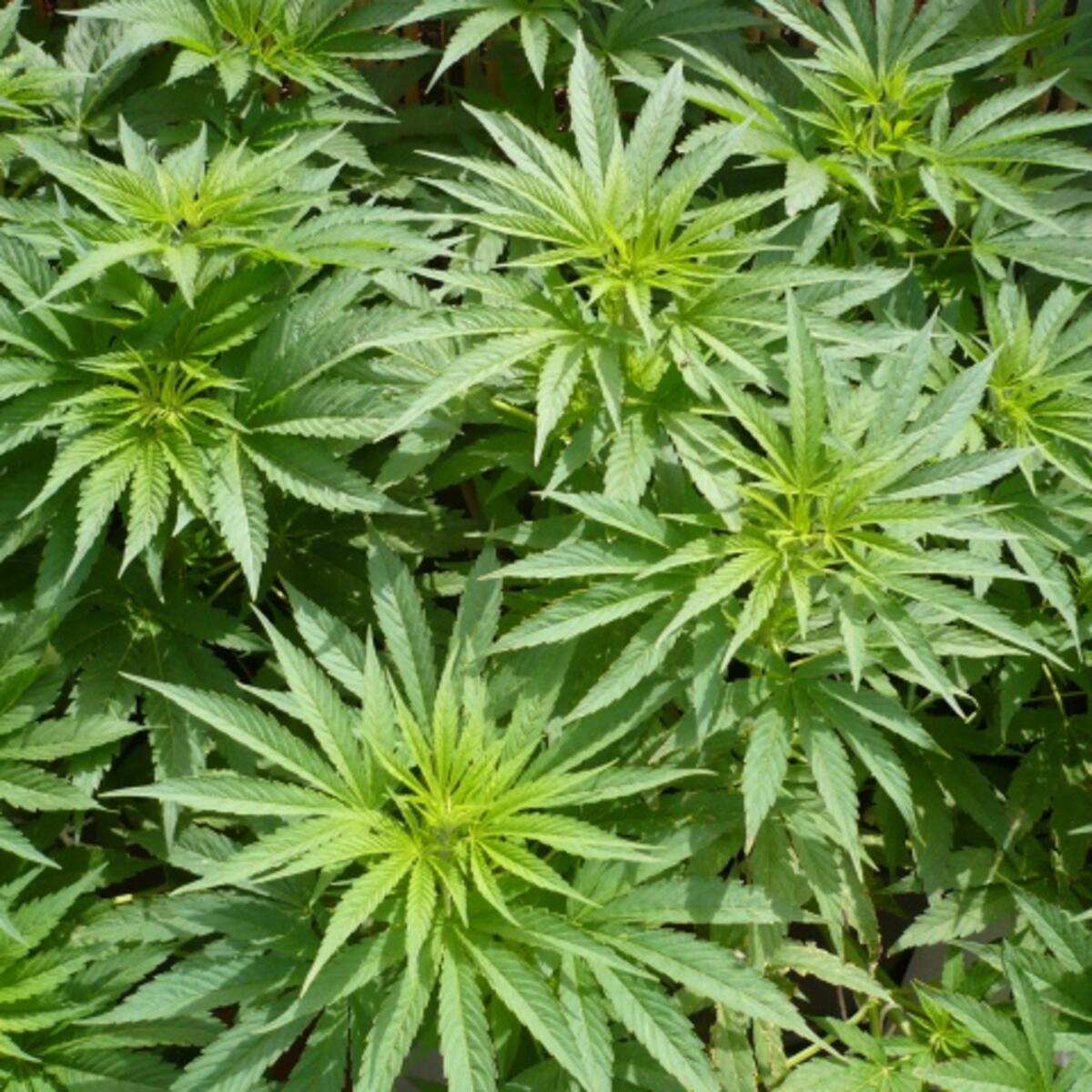 ¡Por fin! La policía no puede decomisar tus plantas de marihuana ni detenerte por tenerlas