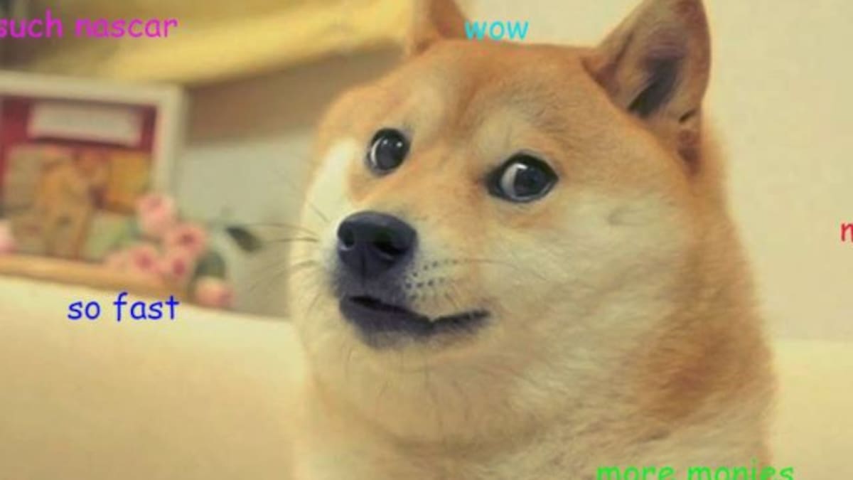 ¡Wow! Así luce actualmente «Doge», la famosa perrita de los memes