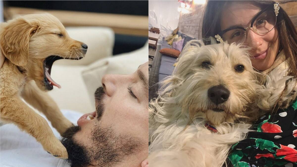 Día internacional del perro: Conoce los amiguitos peludos de tus artistas favoritos