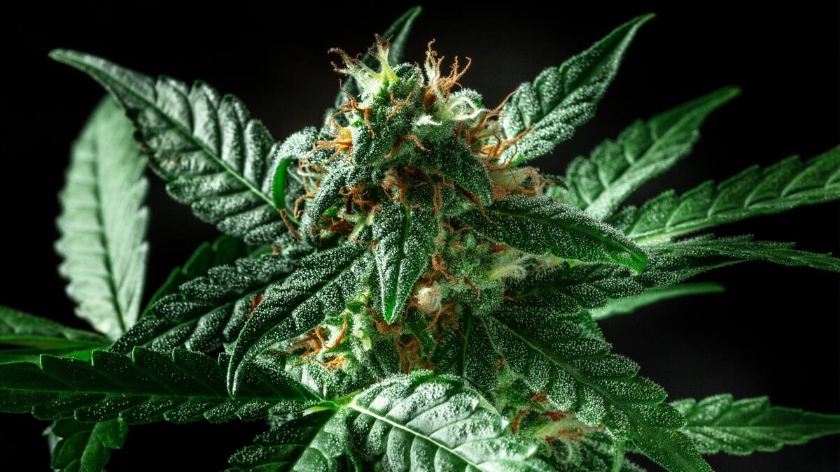 THC Expo 2022: ¿Cuáles son los horarios de las charlas?