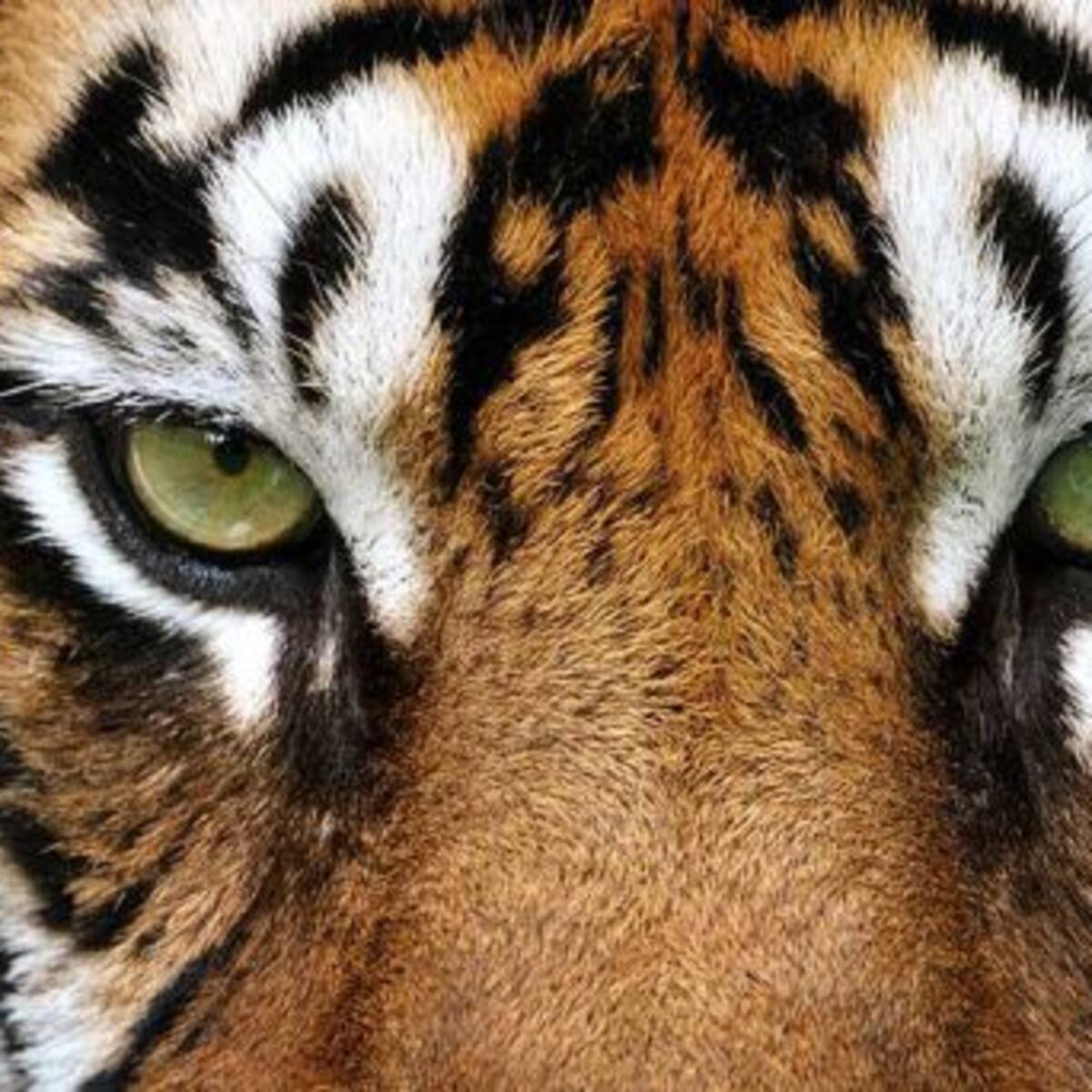 ¡La media volá! Joven entró a una casa abandonada para fumar marihuana y se encontró con un tigre