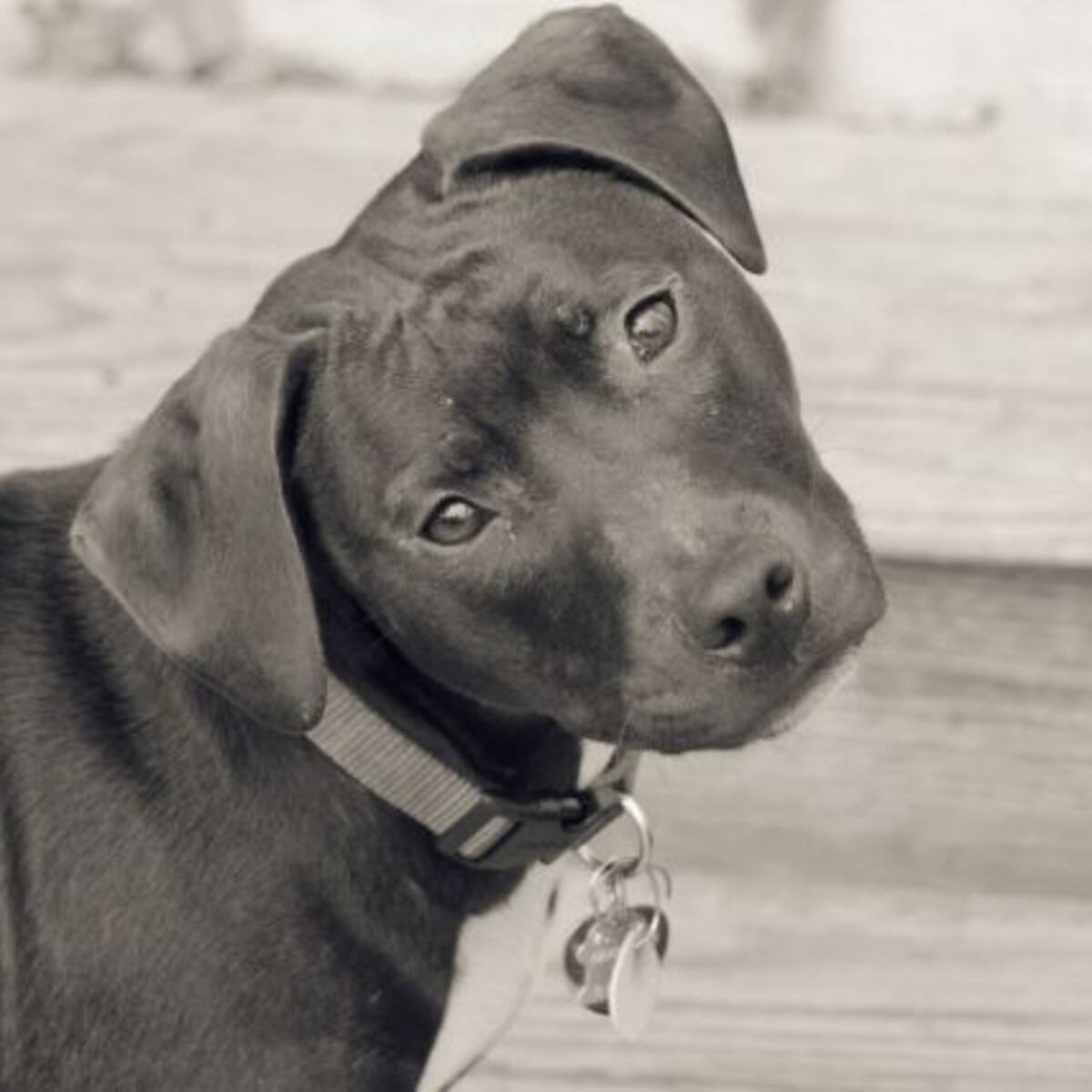 ¿Por qué los perritos ladean la cabeza cuando les hablamos?