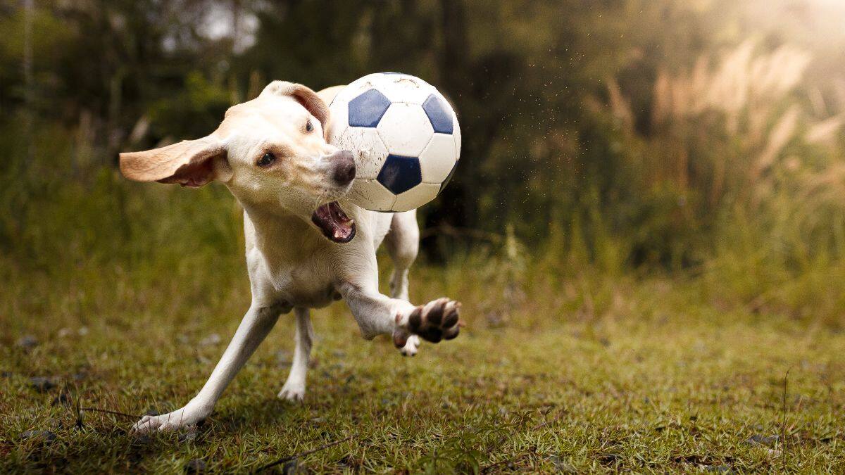 Perro chileno goleador se transforma en viral mundial