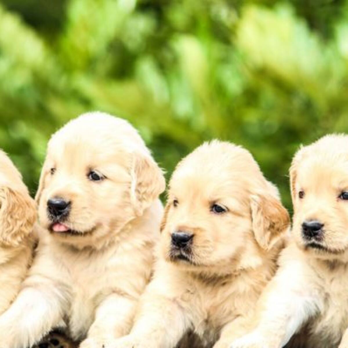 Estudio asegura que llevar perritos a la oficina reduce el estrés y aumenta la productividad