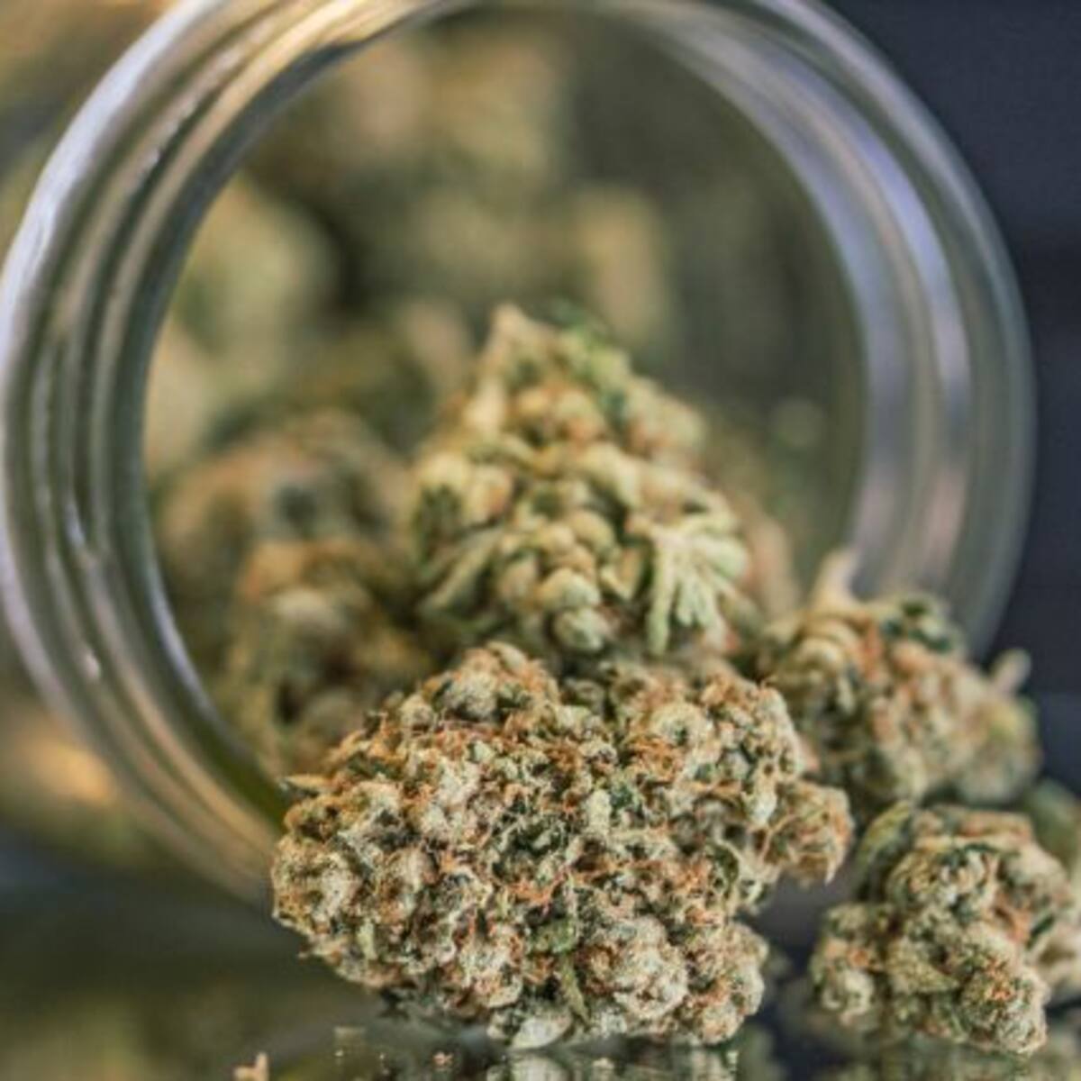 Universidad gringa ofrece “Licenciatura en Marihuana”