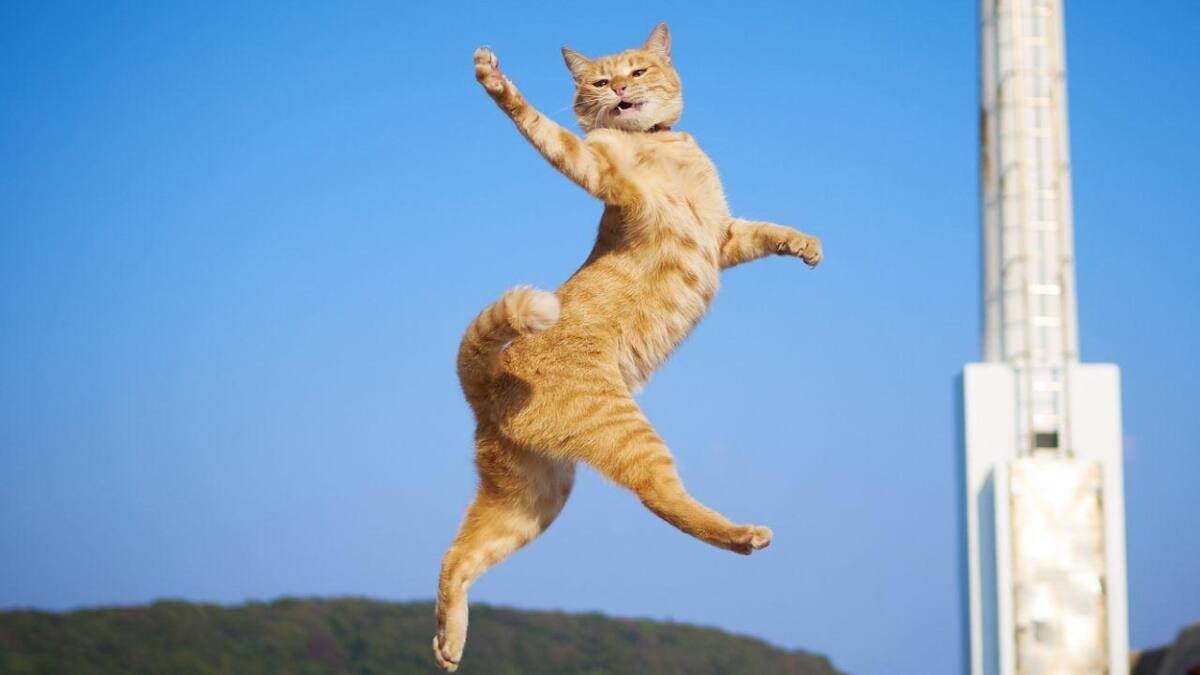 ¡Cayó parado! Gato salta de un quinto piso al escapar de un incendio