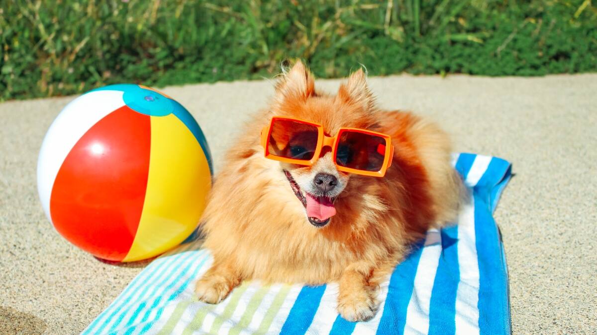 Tips para protege a tus mascotas de las altas temperaturas