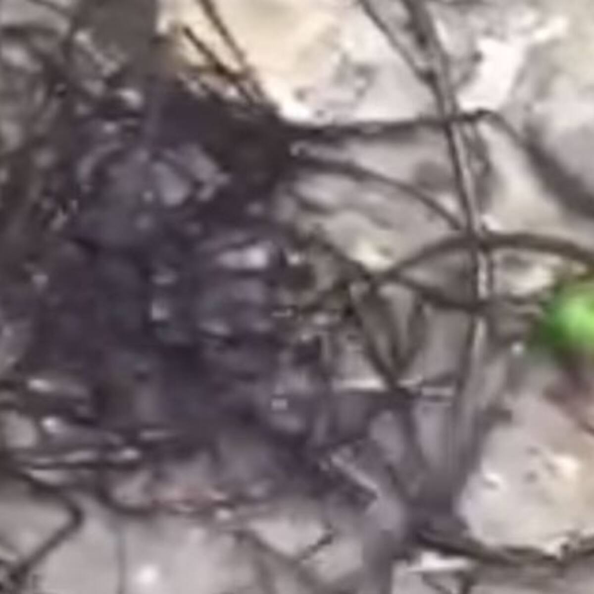 ¡Descubren extraterrestre en Taiwán!