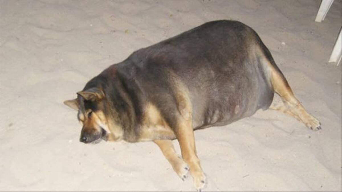 Expertos aseguran que un tercio de los perros de Chile tiene sobrepeso u obesidad