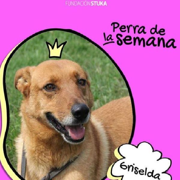 Griselda, la perrita de la semana de la Fundación Stuka. Captura Instagram.