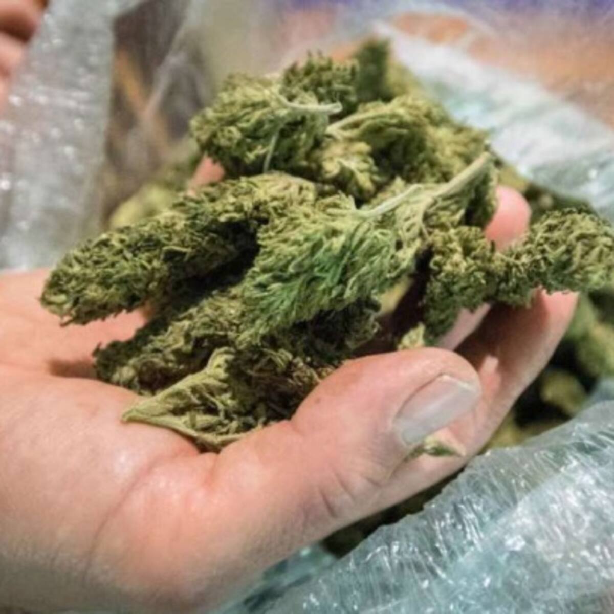 Roban 500 millones de marihuana que no vuela